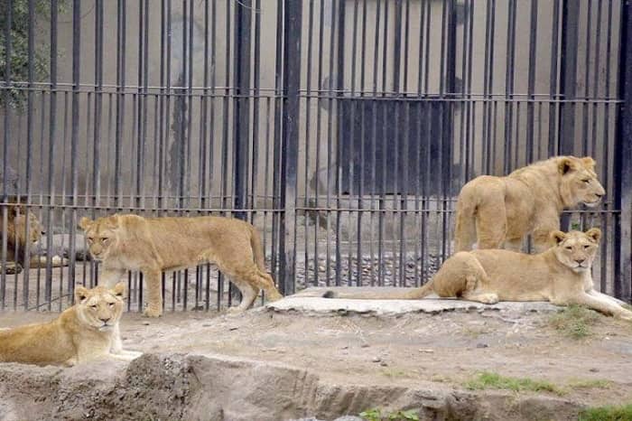 Lahore Zoo in Lahore
